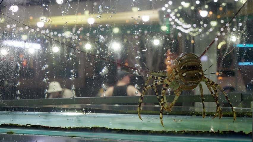 Large spider clinging to wet glass inside dim terrarium display with droplets, reflections, blurred background, legs, close macro view, moody indoor light, enclosed habitat detail