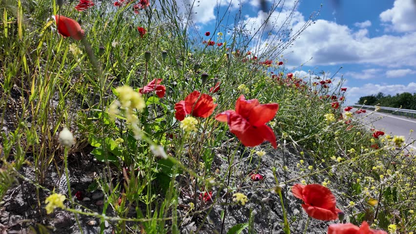 Red poppies on a slope along the road