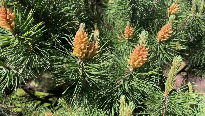 Young pine cones growing on evergreen branches with fresh needles in natural forest landscape scene