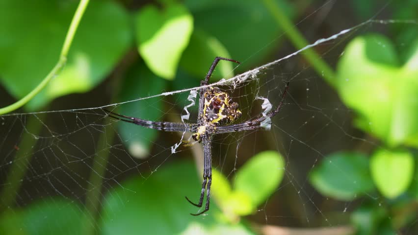 Black and yellow Wasp Spider in the web with dew drops. The Spider set a trap for hunting, Its victim on spider net.