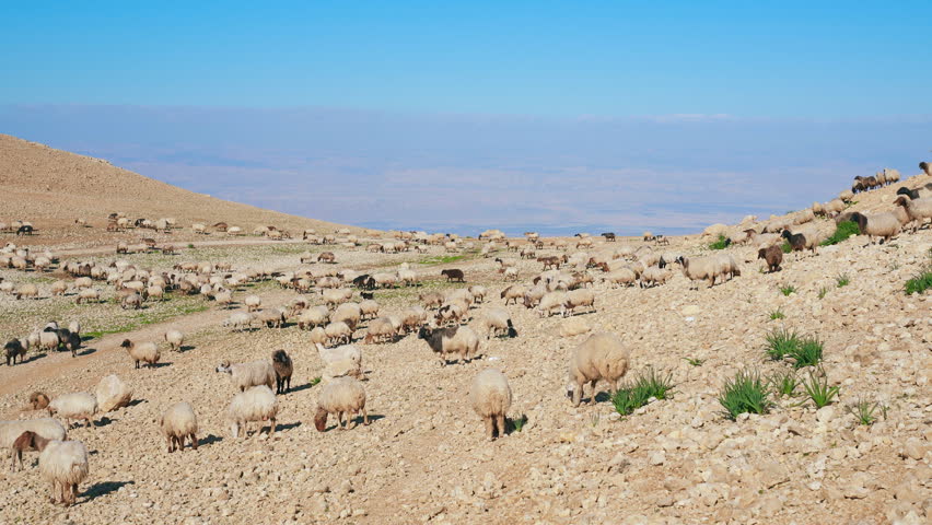 Herd of sheep walking over arid desert like landscape in Jordan, only few green shrubs growing near