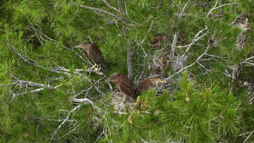 Young night herons (Nycticorax nycticorax) with their speckled feathers, moving about in and around their nests among the pine branches. Lively and dynamic scenes of birds in their natural habitat.