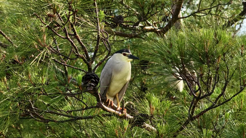 Perched proudly among the green pine branches, an adultBlack-crowned night heron (Nycticorax nycticorax) with its red eyes and distinctive plumage. A moment of natural wildlife.	