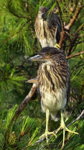 Perched among the pine branches, young night herons (Nycticorax nycticorax) survey their surroundings with curious eyes.	
