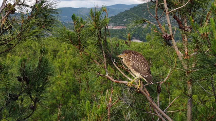 A young Black-crowned night heron (Nycticorax nycticorax), perched on a pine branch, catches the eye with its mottled plumage.	
