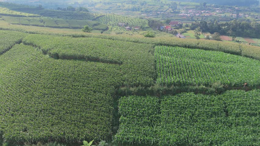 Corn field on hill shows sunny day agricultural landscape with green crops and natural scenery
