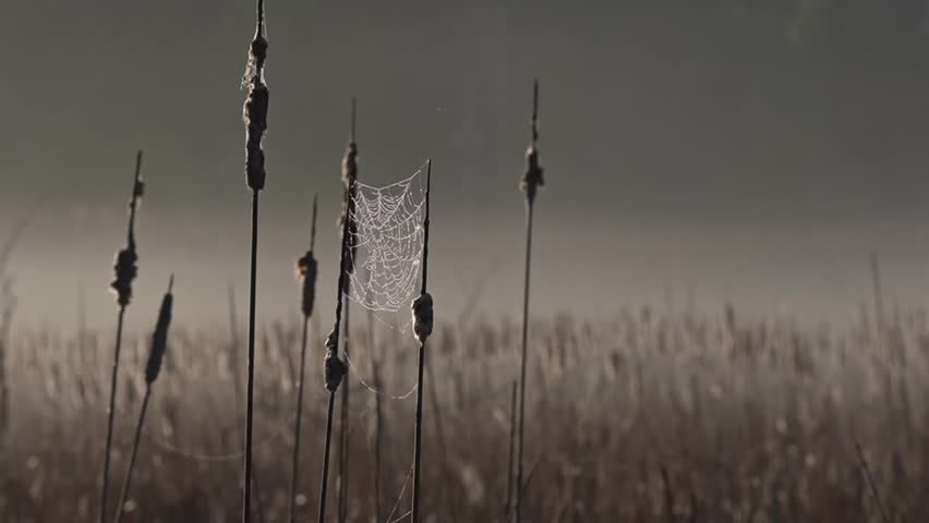 Nature footage of a spider web suspended among backlit cattails in a marsh at sunrise. Soft fog lingers over the wetland while warm sunlight highlights the delicate web and surrounding vegetation. Natural ambient sounds from the marsh create an immersive environmental scene that captures the peaceful atmosphere of an early morning wetland ecosystem.