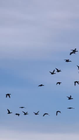 Beautiful flock of wild ducks flying in formation against a partly cloudy blue sky, gracefully soaring during their seasonal migration in a stunning display of natural animal behavior vertical video