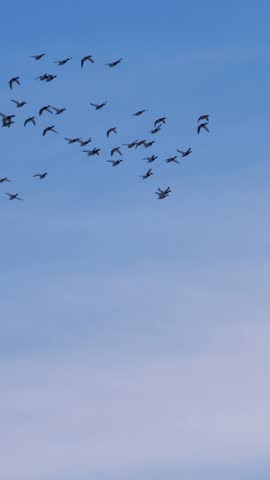 Beautiful flock of wild ducks flying in formation against a partly cloudy blue sky, gracefully soaring during their seasonal migration in a stunning display of natural animal behavior vertical video