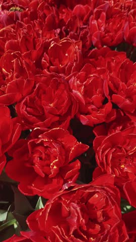 Dramatic Deep Crimson Red Tulips Field Creating a Rich Carpet, Netherlands