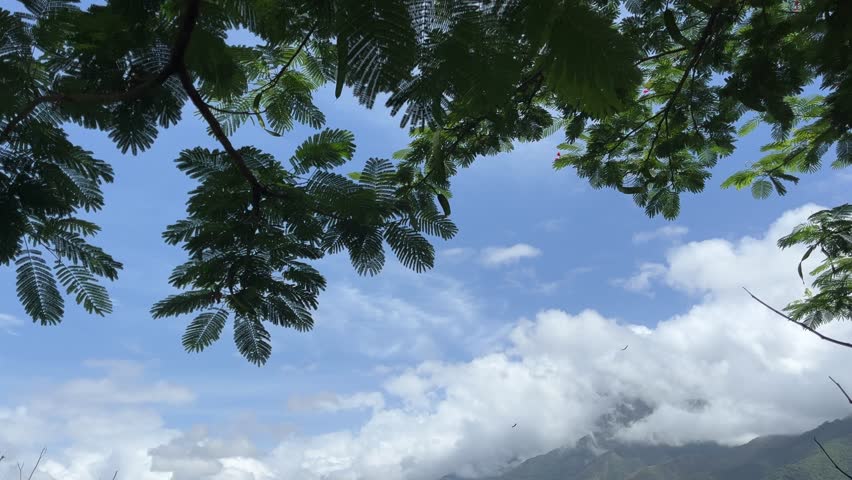 Tropical tree leaves framing blue sky with clouds and mountain