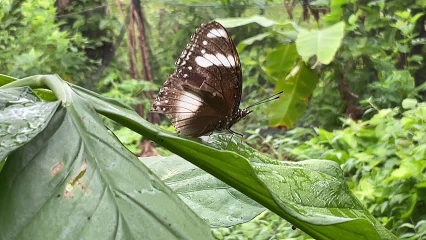 a black butterfly perched on green leaves