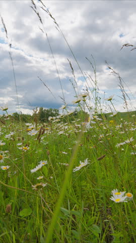 A Vibrant and Lush Wildflower Meadow Set Against a Gorgeous and Dramatic Sky Above It