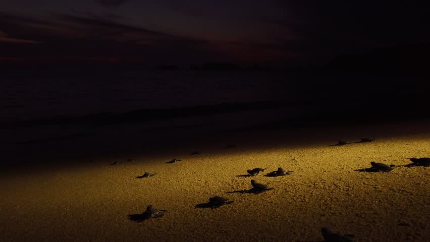 Baby sea turtles cross sandy beach at night toward Pacific Ocean in wildlife conservation and rescue program, El Faro de Bucerias, Michoacán, Mexico.