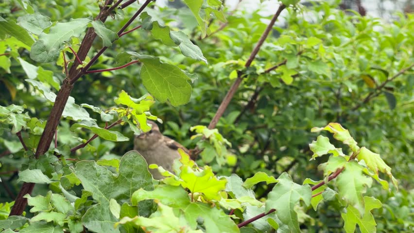 A house sparrow sits on a branch within a lush green bush during daylight.