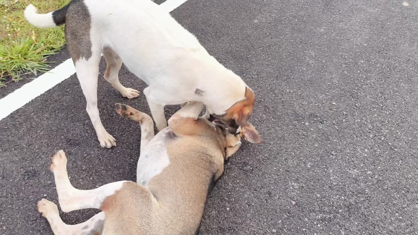 Two stray dogs are playing together, outdoor Chiangmai Thailand.