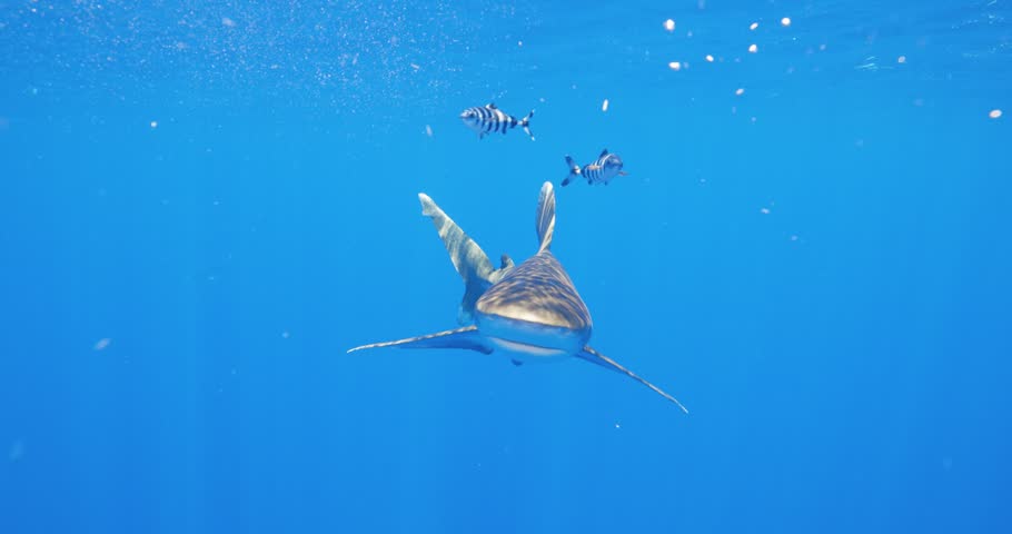 Oceanic White Tip Sharks swimming in blue ocean with tropical fish.