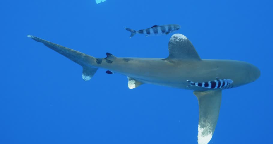 Oceanic White Tipped Shark in the Bahamas tropical ocean