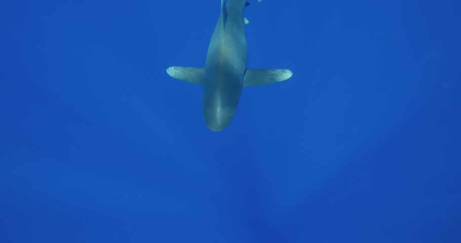 Oceanic White Tipped Shark swimming below camera, Bahamas