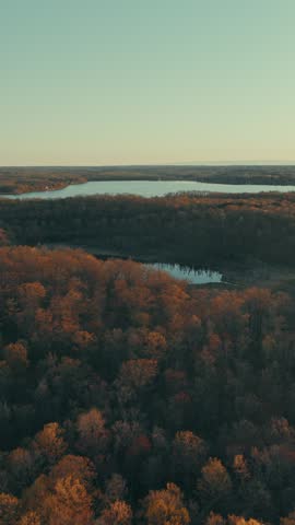 Vertical aerial flies over golden sunset autumn forest revealing secluded mirror-like marsh pond with reed shoreline and distant lake in Wisconsin, USA