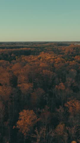 Vertical aerial flyover over vast sunlit autumn forest canopy blazing with rich orange and amber foliage stretching to the horizon in Wisconsin, USA