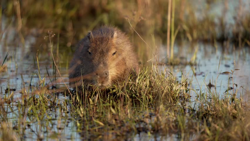 Capybara lies quietly in shallow marsh water among grasses in warm evening light.