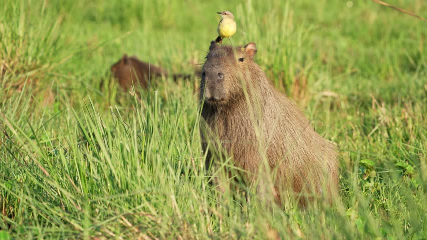 A capybara stands in a lush green field with a small bird perched on its head. The scene captures the harmony between different species. Ideal for nature documentaries or wildlife studies.