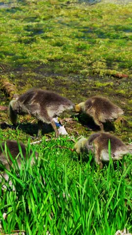 Canada geese with over 20 goslings rest and feed peacefully by a lakeshore on a calm June morning in Elk Island National Park, 