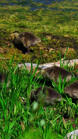 Canada geese with over 20 goslings rest and feed peacefully by a lakeshore on a calm June morning in Elk Island National Park, 