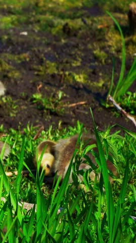 Canada geese with over 20 goslings rest and feed peacefully by a lakeshore on a calm June morning in Elk Island National Park, 