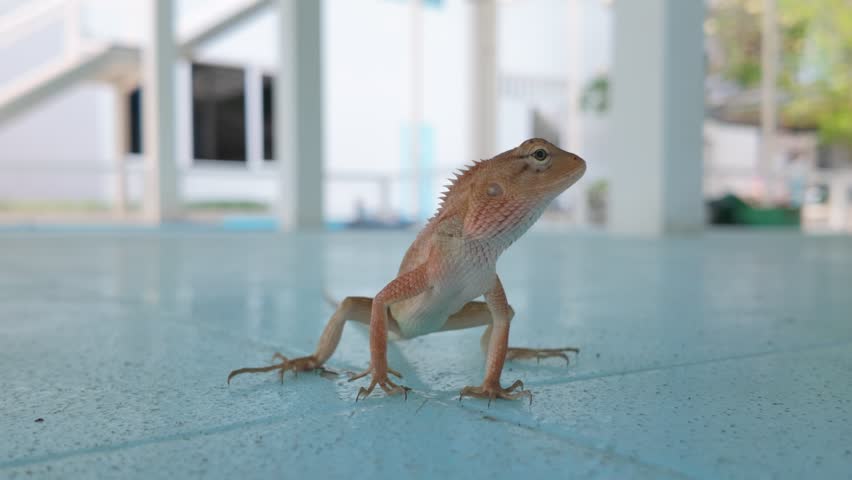 Alert Oriental Garden Lizard Standing On A Tiled Floor. Close-up Shot
