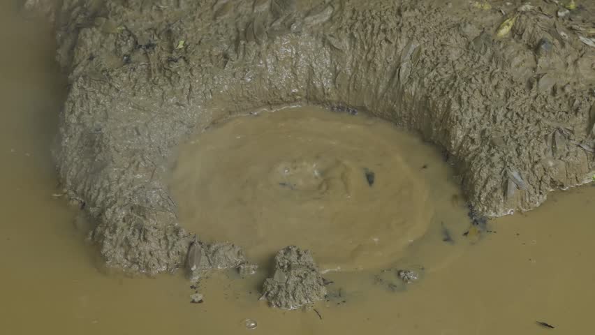 Close up of a natural boiling mud pot bubbling due to geothermal activity.