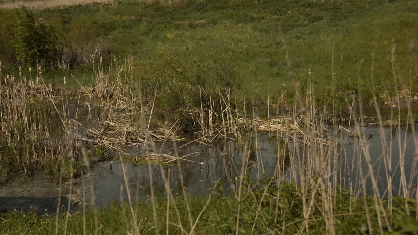A swamp with dry reeds, surrounded by grass that is swayed by the wind.