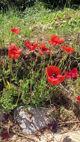 Poppy flowers growing in the field with wind slightly blowing