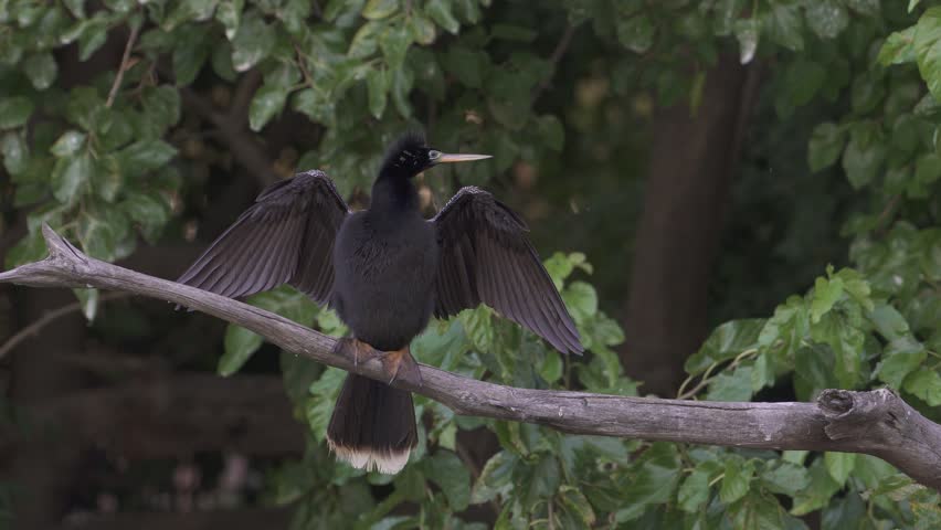 A black anhinga bird sits on a branch with wings spread wide amidst lush green leaves. Ideal for wildlife documentaries or educational content on bird behavior.