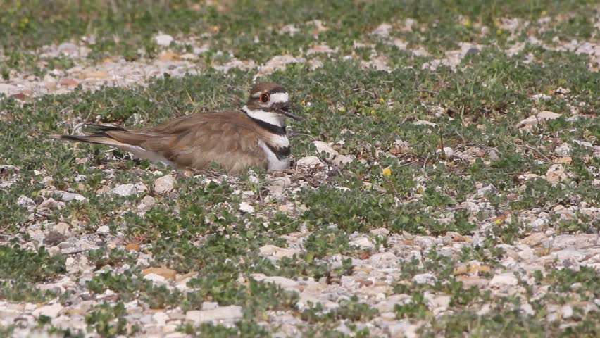 Killdeer Bird on Ground Guarding Nest 