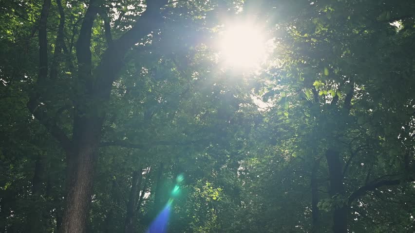 Sunlight shines through the leaves of tall trees in a dense forest. The light creates patterns on the ground, highlighting the greenery and tranquility of nature.