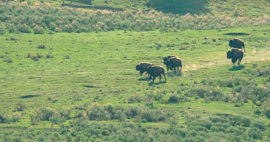 A dramatic shot of bison running down Lamar Valley, Yellowstone National Park.