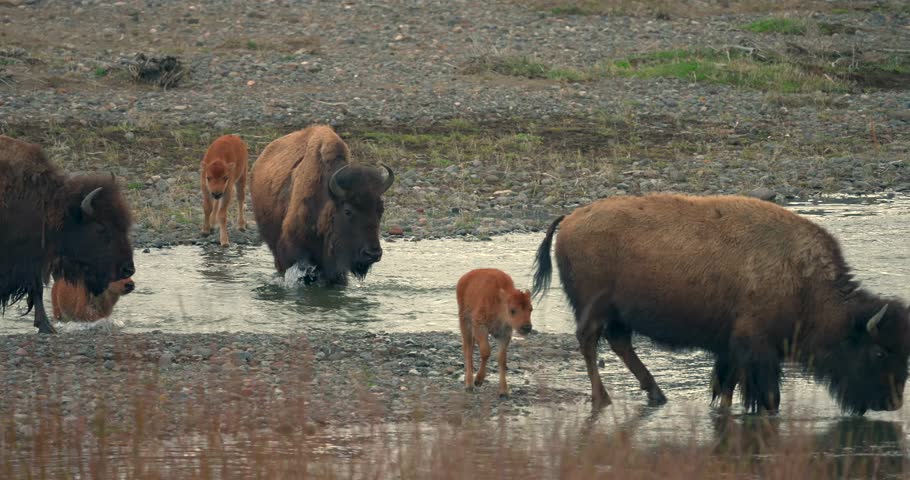 A bison and calves can be seen swimming across a small stream.