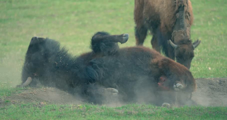 Shot slo mo, this bison is taking a dust bath.