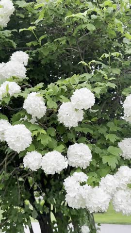 Beautiful viburnum shrub with white flowers in park. Camera moving backwards