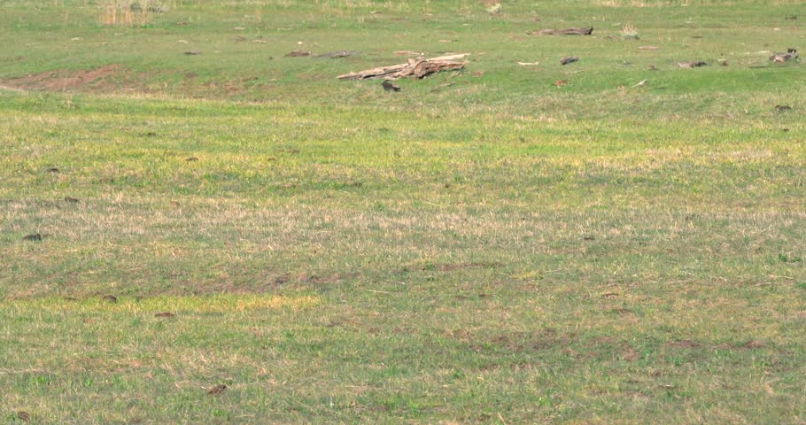 A lone bison walks slowly across the frame, in Lamar Valley, Yellowstone.