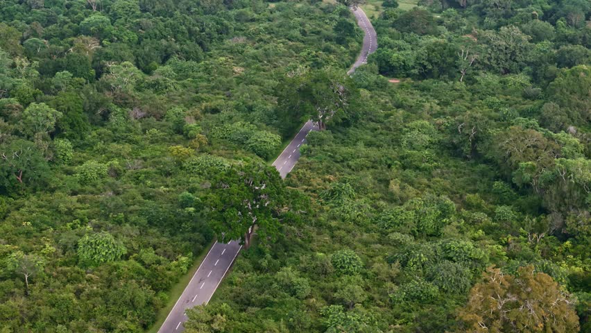 A curving two-lane highway snakes across dense forest, showing the contrast between paved road and wild vegetation.