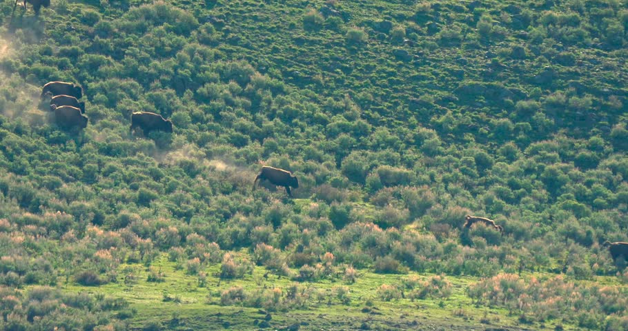Shot in Lamar Valley, Yellowstone National Park. A herd of bison are running down a hill, with dust being kicked up behind them dramatically.