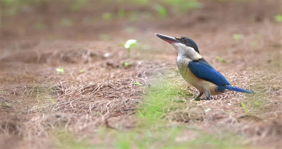 Collared Kingfisher standing on dry grass forest floor looking up. Todiramphus chloris wild bird in natural habitat, tropical wildlife behavior, nature documentary background.