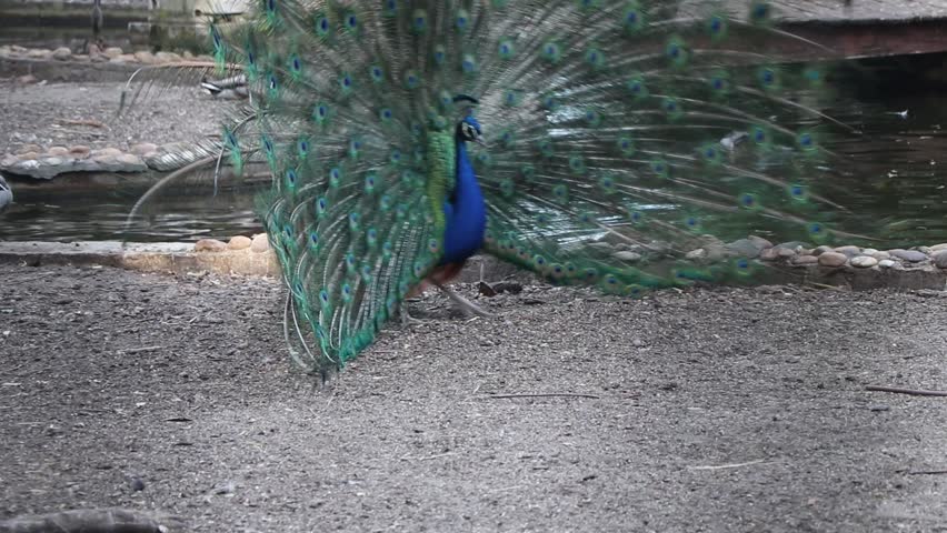 Close-up of an Indian peacock (pavo cristatus) displaying his vibrant display of green and blue feathers in front of a peahen, but being rejected.