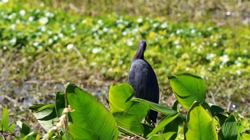 Little Blue Heron (Egretta caerulea) in natural wetland habitat captured in stunning 4K resolution wildlife footage.
