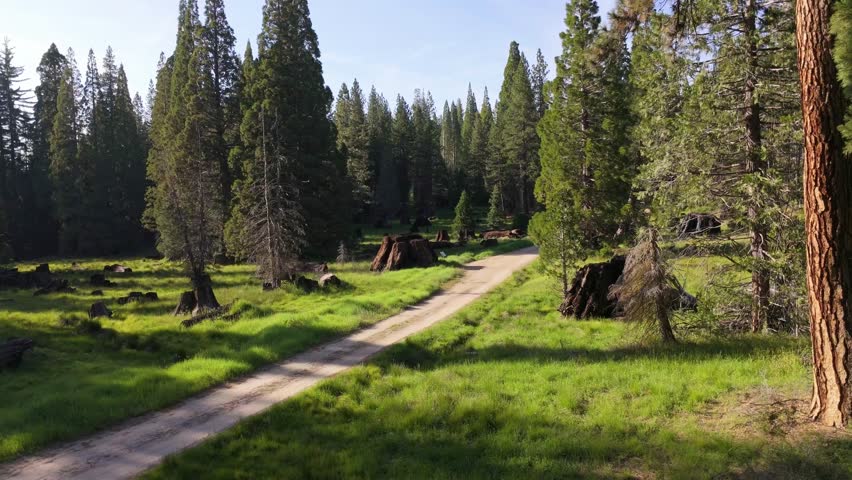 Aerial drone footage glides over a meadow dotted with giant sequoia stumps and fallen logs, surrounded by towering conifers in a historic grove that reflects California