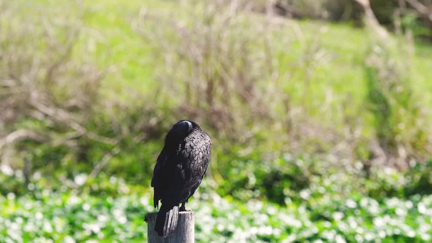 Double-crested Cormorant (Nannopterum auritum) in natural wetland habitat captured in stunning 4K resolution wildlife footage.
