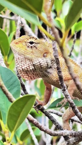 This tiny, wild hunter, a stunningly beautiful lizard, stands majestically like a king of the green world, captivating every gaze from the first glance.
